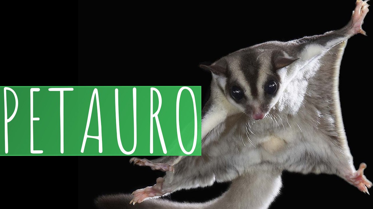 El Petauro
