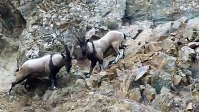 Geyik Tekelerinden Harika Bir Gösteri. Meraklısına