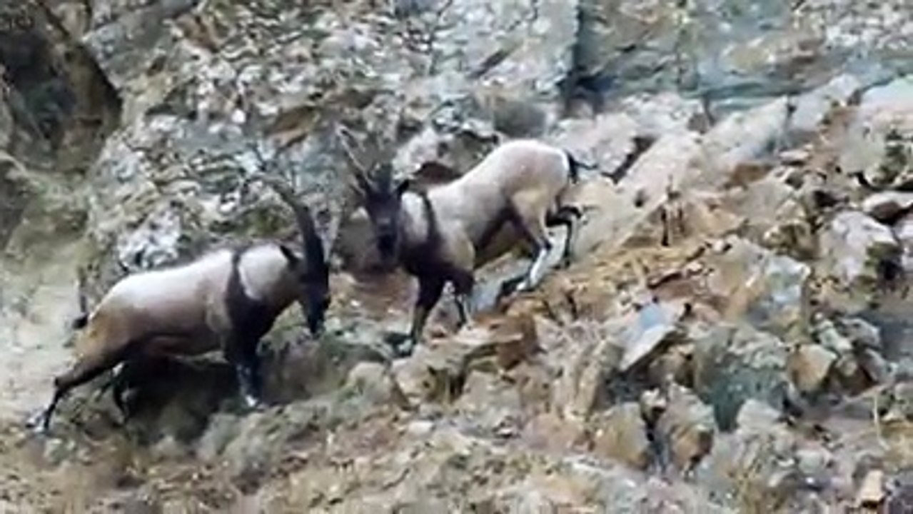 Geyik Tekelerinden Harika Bir Gösteri. Meraklısına