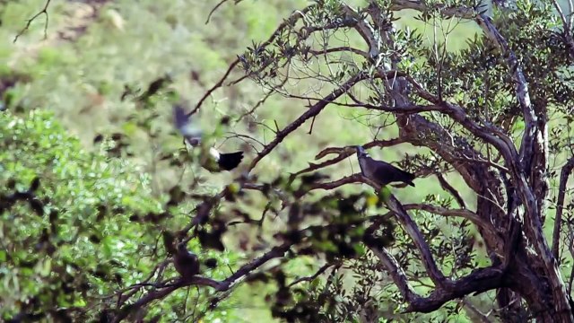 CAPE TOWN The Most Beautiful City on Earth