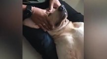 Un chien qui aime les massages !