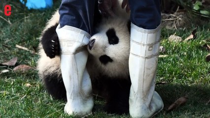 Chine: les adorables images de pandas filmés en direct