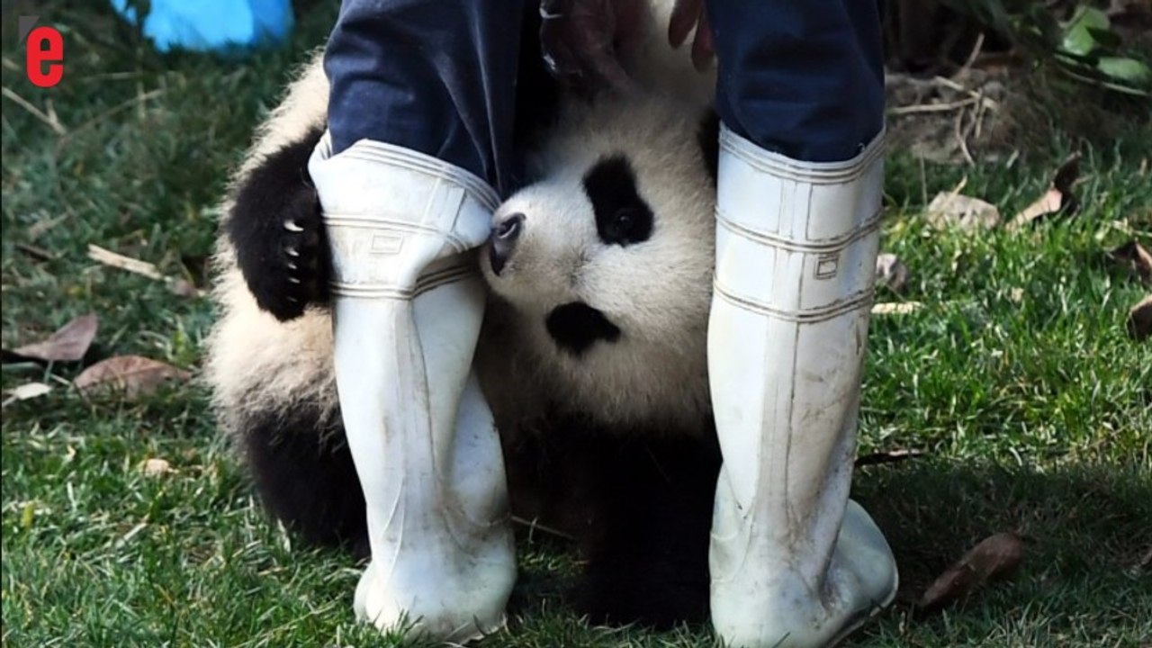 Chine: les adorables images de pandas filmés en direct