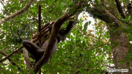 إندونيسيا واكتشاف المجهول - 2 قبائل الكورواي - لؤي العتيبي