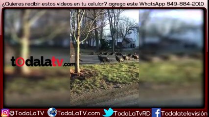 Inexplicable: Grupo de pavos intenta… ¿revivir a un gato?-Video