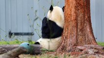 Study Reveals Why Pandas Are Black And White