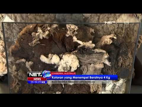 Bulu Domba Terberat Mencapai 41 Kilogram Dipamerkan - NET5