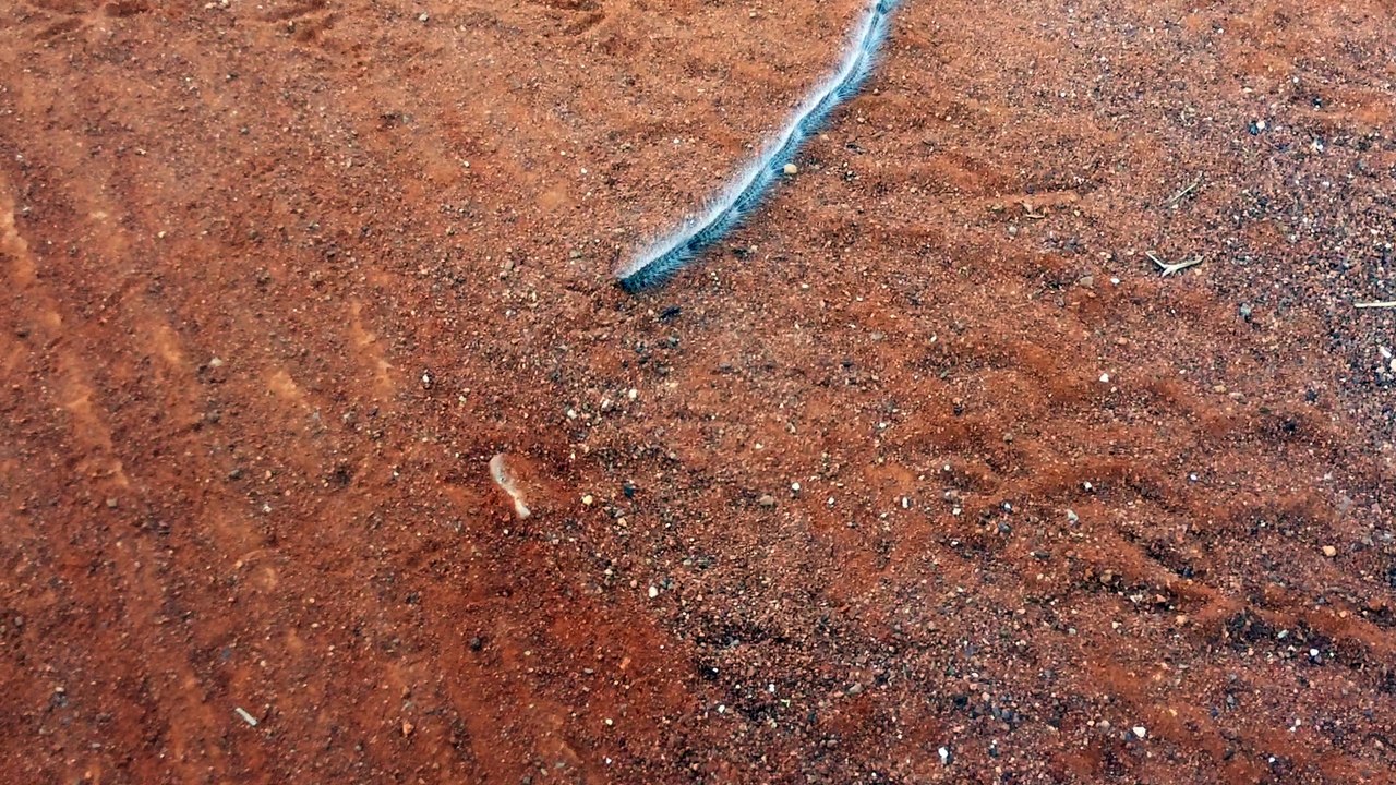 Caterpillar Conga Line