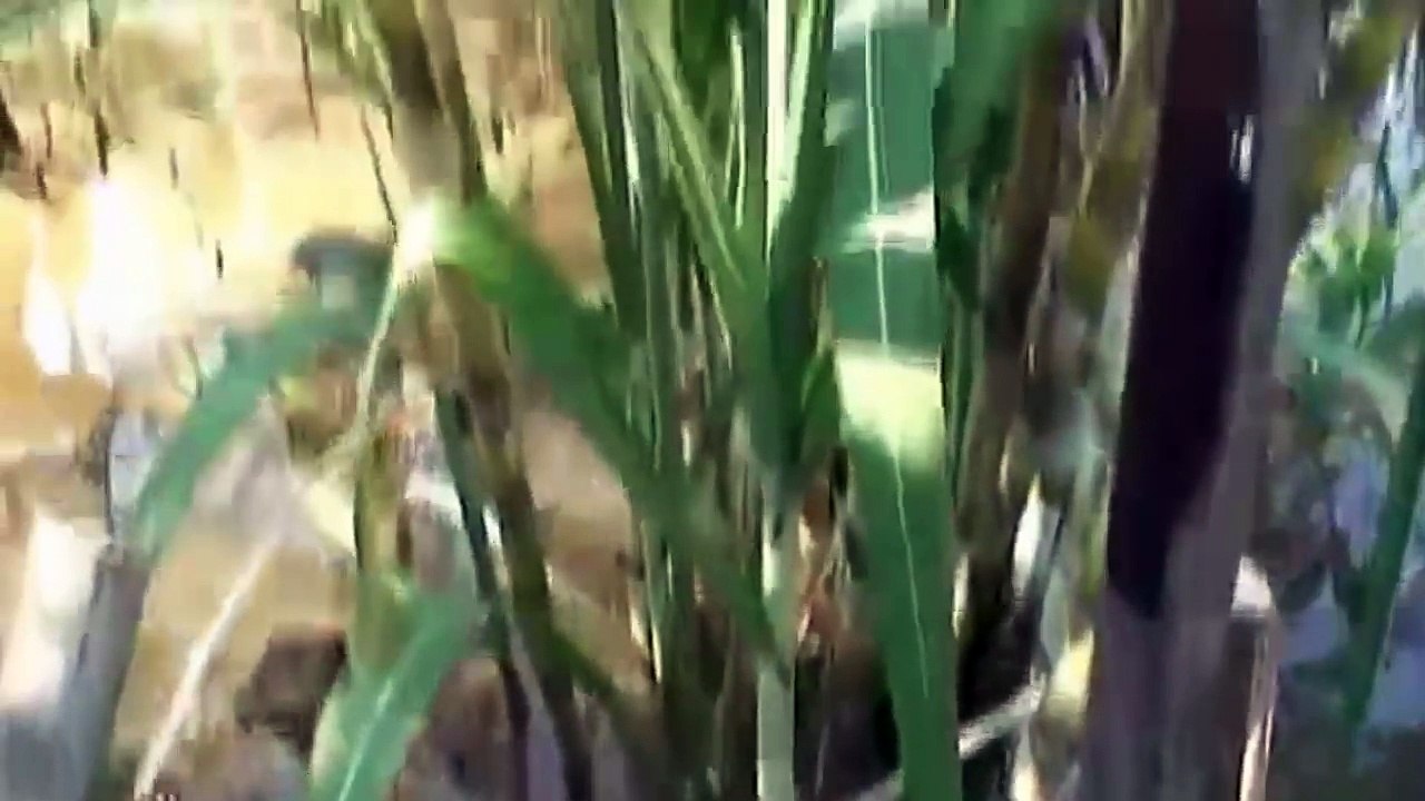Hari A petani (84)