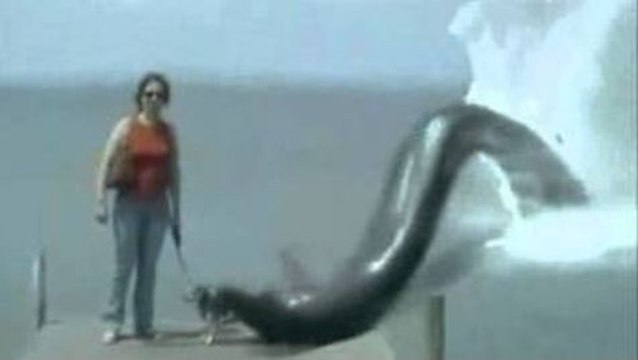 Si No Lo Hubieran Grabado Nadie Creería esto