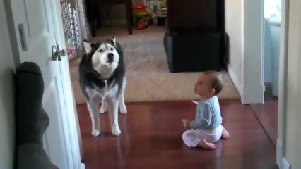 Bebek Taklidi Yapan Köpek