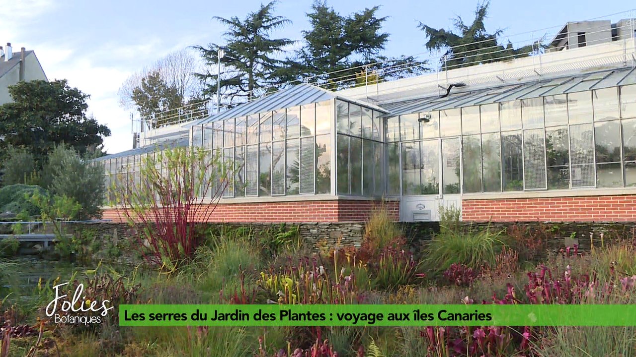 Folies Botaniques dans les Serres #8 : les Canaries
