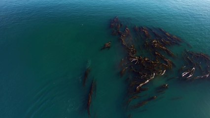 Humpback Whales in Nimmo Bay