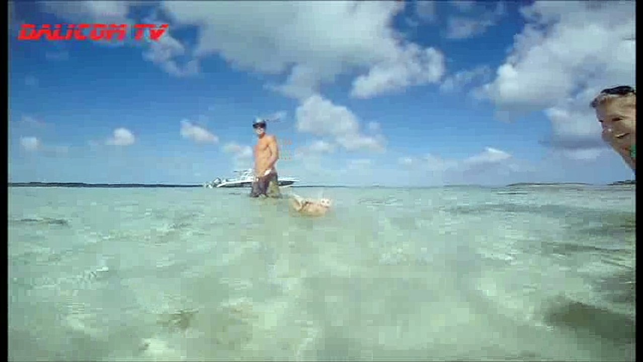 Swiming Pigs - Plivajuće svinje