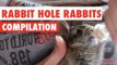 Rabbit Hole Rabbits Video Compilation 2017