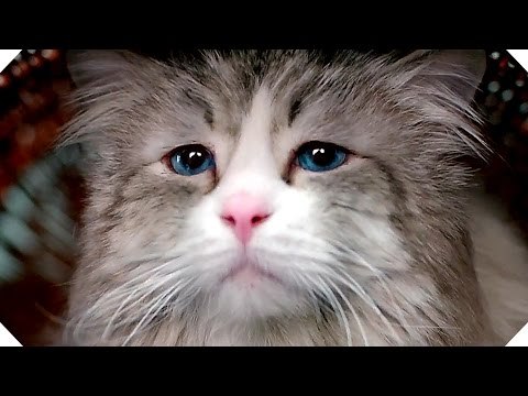 MA VIE DE CHAT - Je suis coincé dans un corps de chat ! - Extrait VF (Kevin Spacey - 2016)