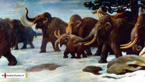 Study: Last Woolly Mammoths Suffered Genetic 'Meltdown'