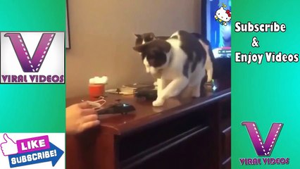 Super Funny Cats - Best Cats Viideos