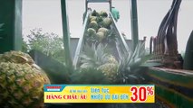 Technology harvested pineapple farm in the western