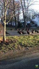 These turkeys trying to give this cat its 10th life