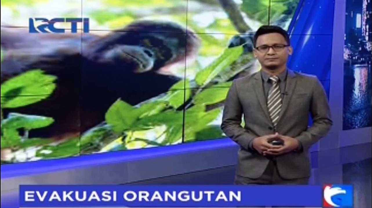 Evakuasi 11 Orangutan