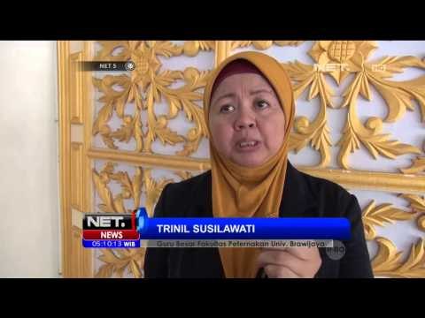 Peternak Tolak Rencana Impor Sapi India - NET5