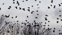 Must Watch!!!Talented Pakistani Boy calls hundreds of Crows by his Voice