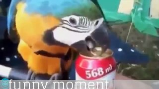 best funny videos || 2017 fails compilation || Funny Videos || funny fails ||very funny videos 2017 || try not to laugh