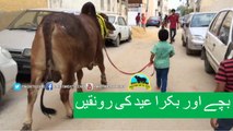 328 || Qurbani cow for Eiduladha || Bakra eid in Karachi, Pakistan ||