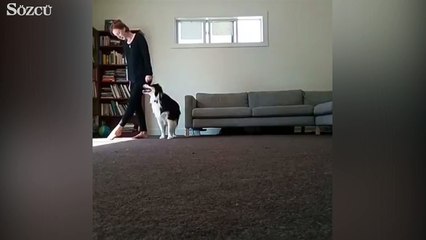 Yetenekli köpek dans ediyor!