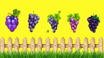 Large Painted Grapes Finger Family Nursery clhildren rhymes | Finger family songs kids rhymes