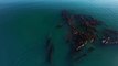 Des images magnifiques de baleines à bosse à Nimmo Bay