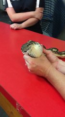 Regardez ce que ce serpent a avalé... Dingue