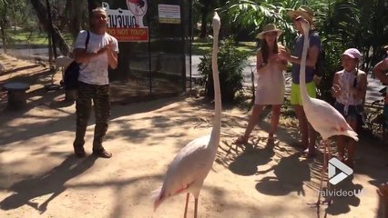 Quand tu fais danser des flamands roses en tapant des mains!