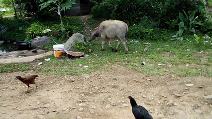 buffalo Dring