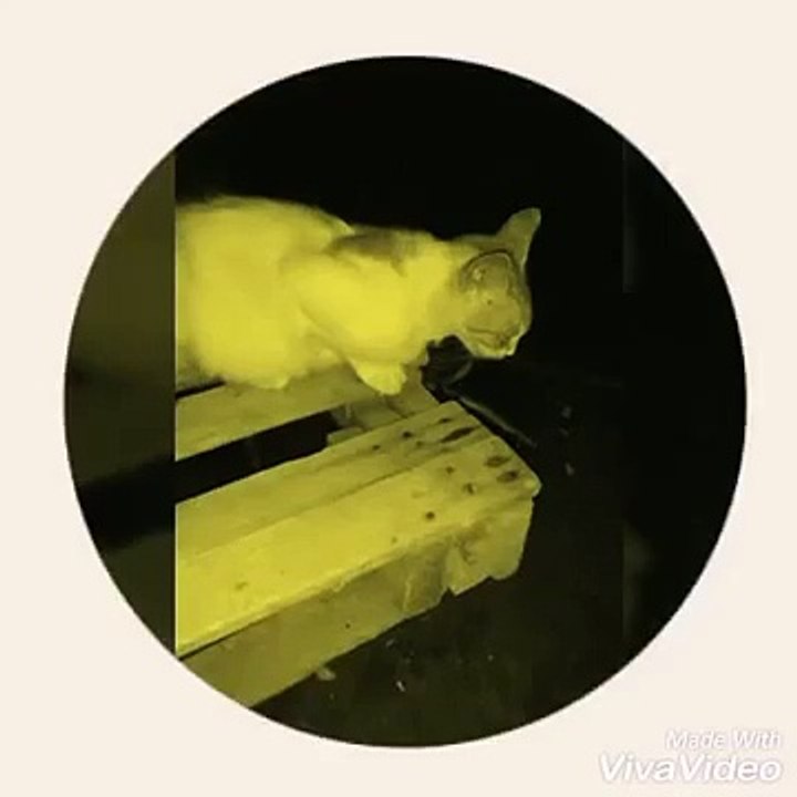 Cat's eyes look evil