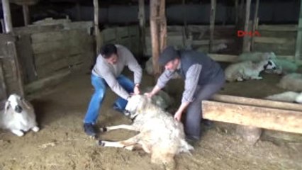 Yozgat Sorgun'da 40 Koyun Telef Oldu