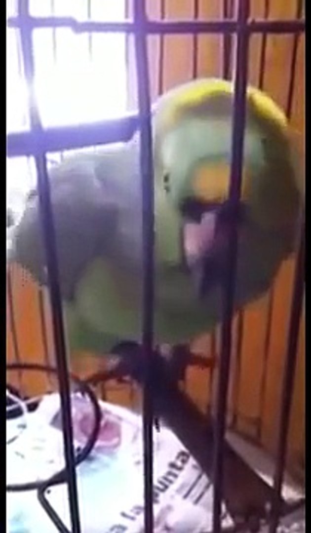 Ce Perroquet Imite Un Bebe En Train De Pleurer A La Perfection Video Dailymotion