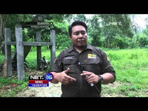 Konflik Gajah Liar dan Warga di Aceh - NEt16