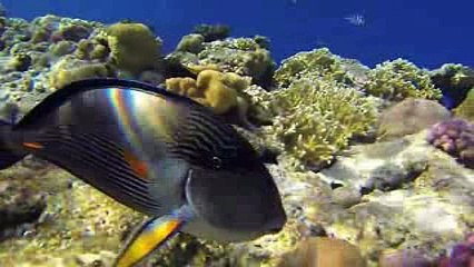 Sharm El Sheikh Dalış Turları