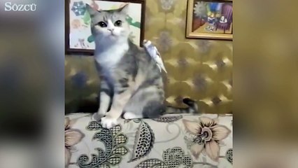 Muhabbet kuşunun kediyi çıldırtmasına çok güleceksiniz!