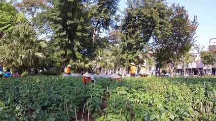 Yellow Star In Red Field - A Vietnam Journey