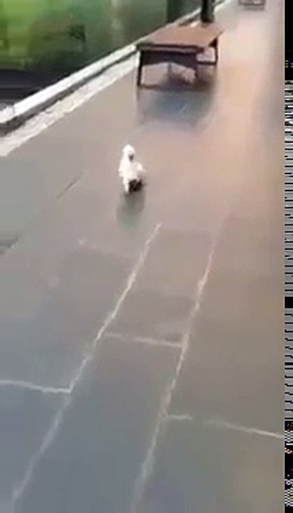 Kendini köpek sanan papağan