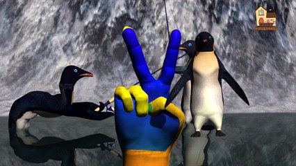 penguins and tiger Finger family nursery 3d English rhymes | Funny Animals Finger Family kis songs