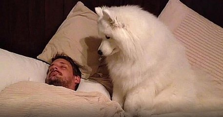 Ce chien réveille son maître de la meilleure des manières