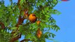 Fruta de Mango Rima para Niños, Mango de dibujos animados de Frutas de la Canción para Niños
