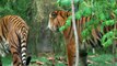 Tigers - Who Dey and Taj Playing - Cincinnati Zoo