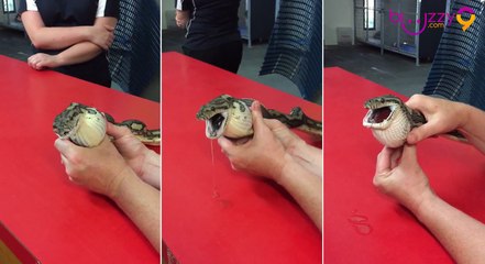 Ce serpent a avalé quelque chose d'incroyable...