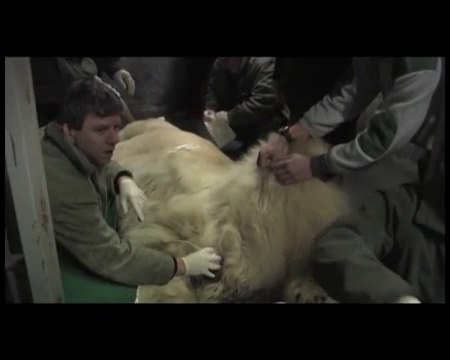 ブダペスト動物園での不妊検査 (Jan.29 2009)