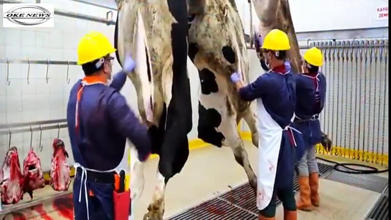 Ngeri...Ternyata begini motong sapi dengan alat modern!